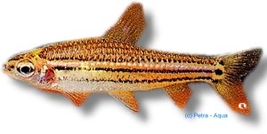 Red Ansorgi African tetra (Neolebias ansorgei red) 3–3,5 cm