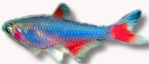 False Bloodfin (Aphyocharax anisitsi rubripinni) XL