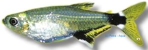paraguayensis (3 - 3,5 cm)