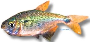 Two-Spot Astyanax (Astyanax bimaculatus) 4–5 cm