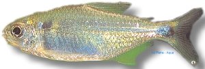 Banded Astyanax (Astyanax sp.) >3 cm