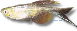 riisei (> 3 cm)