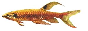 Eigenmann's Copeina, Splash Tetra (Copella arnoldi) 3,5–4 cm