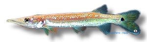 hujeta (6 - 7 cm)