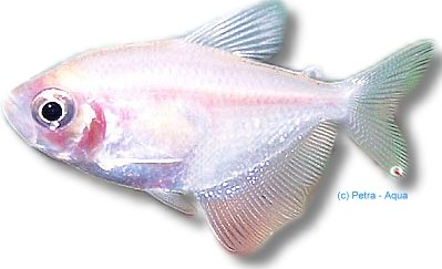 Gold Widow (Gymnocorymbus ternetzi gold) 1,5–2 cm