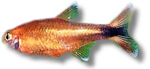 nana /marginata/ (> 3 cm XL)