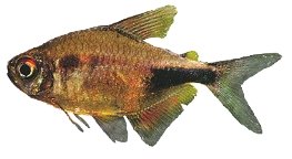 pulcher (2 - 3 cm)