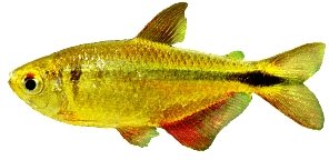 caudovittatus (3,5 - 4 cm)