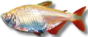 caudovittatus gold (4,5 - 5 cm)