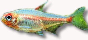 Glowlight Tetra (Hemigrammus erythrozonus gracil) 2–2,5 cm