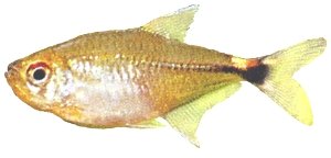 ocellifer (2 - 2,5 cm)