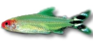 rhodostomus CB (3 - 3,5 cm)