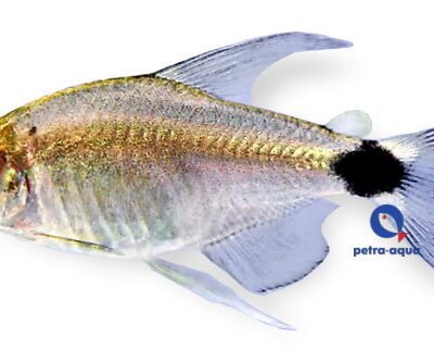 Saratetra (Hyphessobrycon elachys) 1,5–2 cm