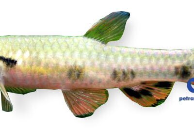 spilota (6 - 7 cm)