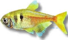 griemi (> 3 cm)