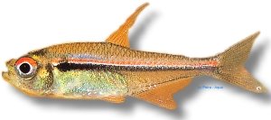 heterorhabdus (> 3 cm)