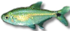 scholzei (> 3,5 cm)