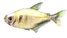 Brass Tetra (Hyphessobrycon bifasciatus) >3 cm