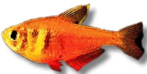 Flame Tetra (Hyphessobrycon flammeus) >3 cm
