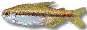 wilmae (2,5 - 3 cm)