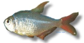 Hyphessobrycon ecuadoriensis 2,5–3 cm