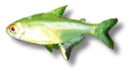 Lemon Tetra (Hyphessobrycon pulchripinnis) 3–3,5 cm