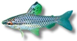 punctatus (7 - 8 cm)