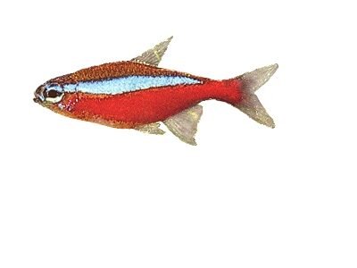 Cardinal Tetra CB (Cheirodon axelrodi CB) 1–1,3 cm