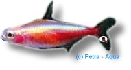 Cheirodon axelrodi gold 2–2,5 cm