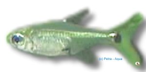 Three-Spot Tetra (Cheirodon kriegi) >3 cm