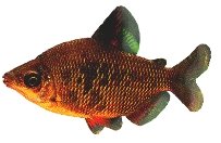 Silver Distichodus (Distichodus affinis) 4–5 cm
