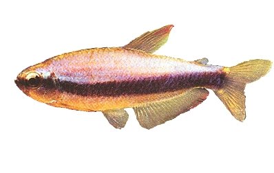 kerri (2,5 - 3 cm)
