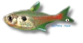 roseus (> 2,5 cm)