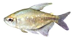 Diamond Tetra (Moenkhausia pittieri) XL