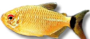 sanctaefilomenae (3 -3,5 cm)