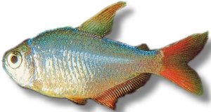 columbiana red-blue (> 3 cm)