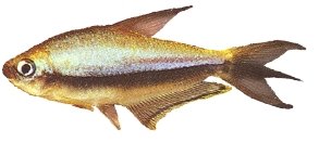 palmeri (> 4 cm)