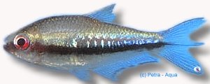 Rainbow Tetra (Nematobrycon lacortei) >3 cm