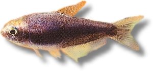 palmeri black (3 - 4 cm)