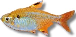 max. /riddlei/ gold (2,5 - 3 cm)