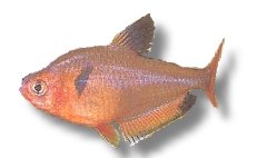 callistus (3 - 3,5 cm)