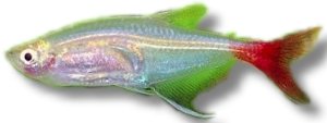 Glass Bloodfin (Prionobrama filigera) >4,5