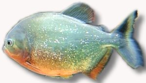 nattereri (6 - 8 cm)