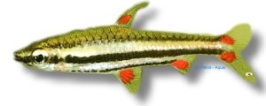 trifasciata (4,5 - 5 cm)