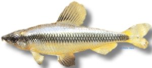 parvus (3,5 cm)