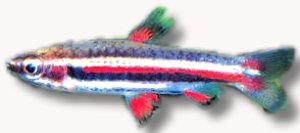 marginatus (1 - 2 cm)