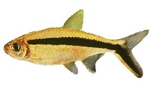 Bohlke's Penguin (Thayeria boehlkei) 2–3 cm