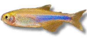 Cochus blue tetra (Boehlkea fredcochui) >4 cm