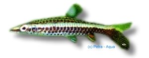 Tube-Mouthed Pencelfish (Nannobrycon eques) >3 cm