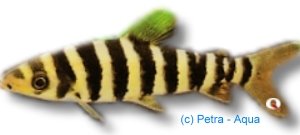 octofasciatus (6 - 9 cm)